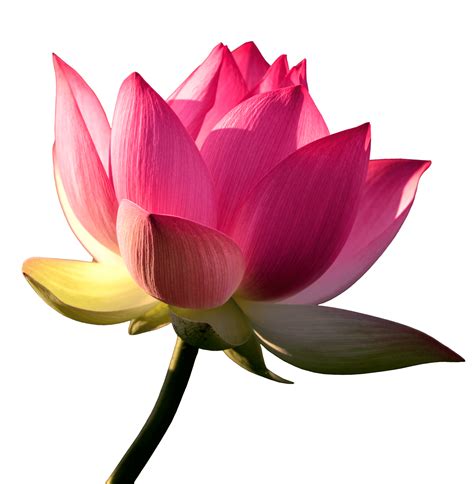 [200+] Lotus Png Images 